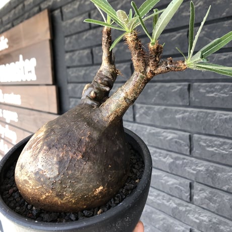 pachypodium gracilius《小さめL size》希少black肌+現地焼け※現地球発根後店主国内管理2年株※wildなcontrast株‼︎※mad black bowl pot植え