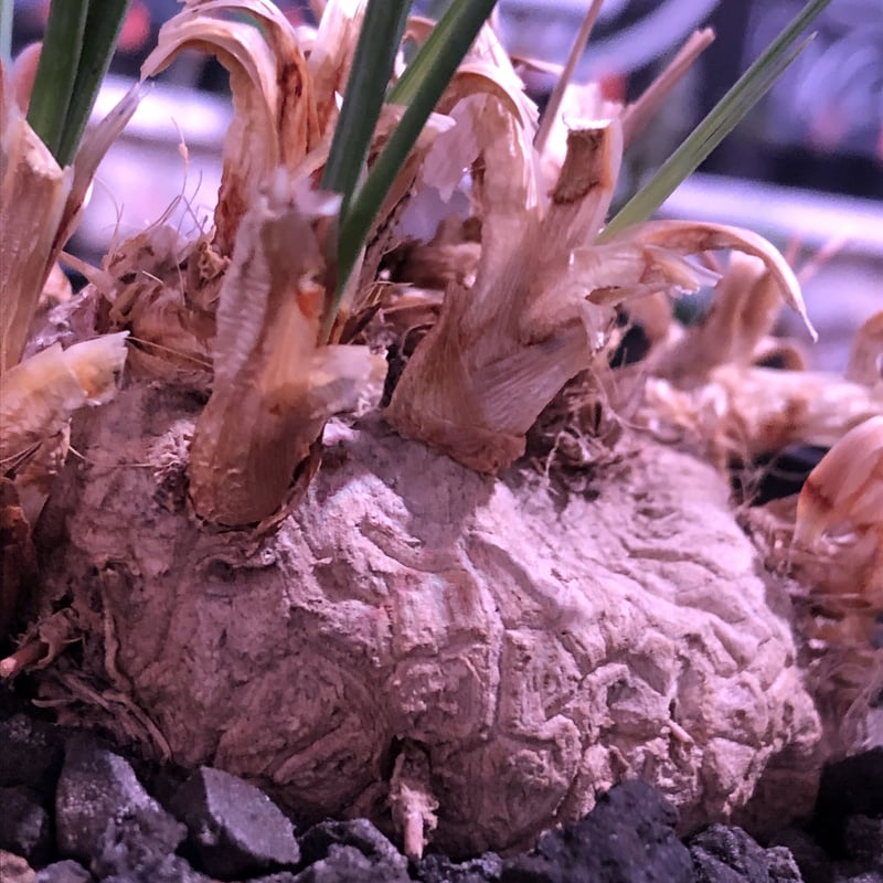 【現地株】カリバナスフーケリー　国内管理５年 現地株】カリバナスフーケリー 国内管理5年 【公式通販】