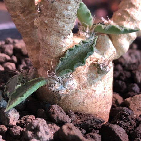 euphorbia tulearensis《M size》※枝も肉厚で太くかっこ良く塊根も丁度良きサイズ感のおすすめ株‼︎美しく希少性激高塊根ユーフォルビア※mad black pot植え