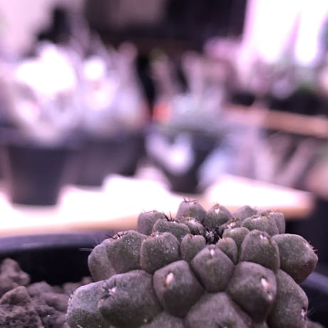 copiapoa   hypogaea《S size》※現地球カキ仔自根株※店主国内管理3年株※黒肌に優しい黒棘なwildヒポガエア※mad black pot植え※No.③