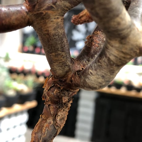 pelargonium  mirabile《M size》※現地球株発根済※コンパクトに纏まった枝振り良き幹上がり仕立ての人気者‼︎※black pot植え