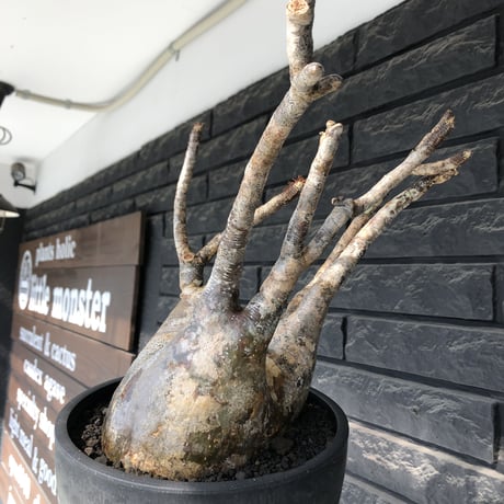 pachypodium gracilius《LL size》偏平&現地焼け肌※現地球発根後店主国内管理2年株※ロウが溶けた様な荒々しい肌感が堪らない一株※mad black bowl pot植え