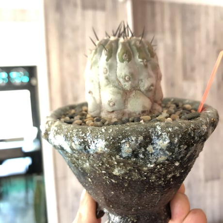 copiapoa   cinerea  黒王丸《M size》希少※現地球株自根株‼︎※店主国内管理2年株※大変白さ&サイズ感&balance良き黒王丸※陶器 pot植え