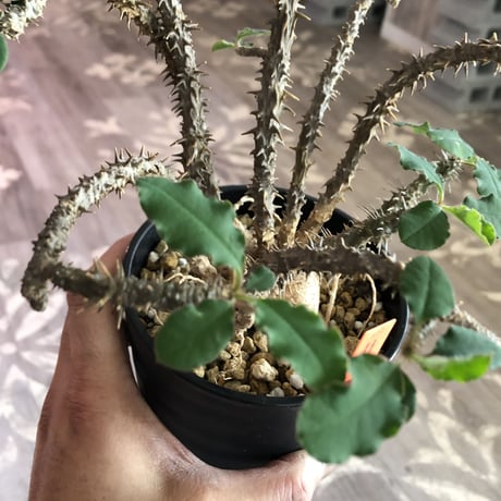 euphorbia    sakarahaensis《M size》
