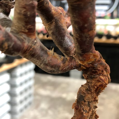 pelargonium  mirabile《M size》※現地球株発根済※コンパクトに纏まった枝振り良き幹上がり仕立ての人気者‼︎※black pot植え