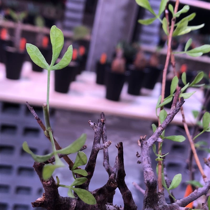 commiphora foliacea《L size》希少株‼︎ | plants holi