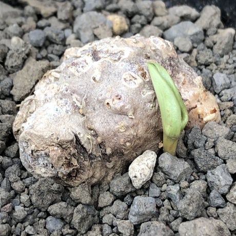 eriospermum cooperi《XL size》驚愕‼︎冬型激希少年代物大株※現地球発根後店主国内管理8年株※大変bigな塊根＆極美しい大きな葉も魅力な一株※mad black pot植え