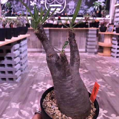 packypodium  gracilius《M size》※現地球株  発根済み株‼︎  丸めor良型株（限定12株）