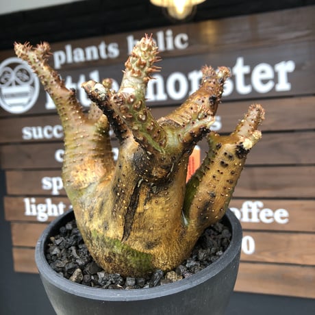 pachypodium makayense《L size》三分頭株green &gold肌&現地焼け※現地球発根後店主国内管理5年株※えげつない極wild※black bowl pot植え
