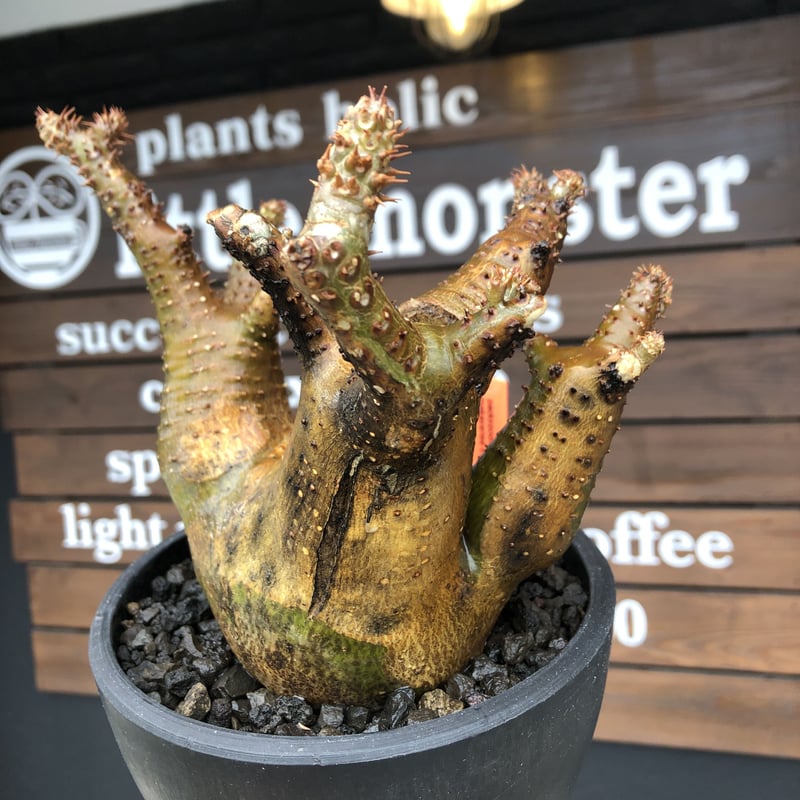 コレクション株 実生 パキポディウム マカイエンセ 魔界玉 充実株 多頭