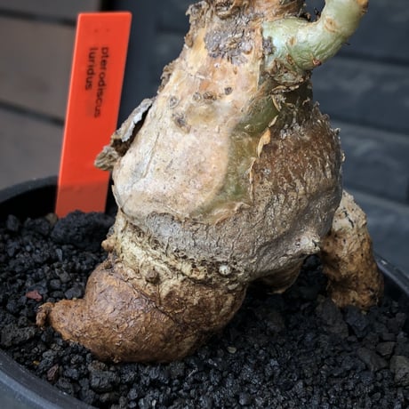 pterodiscus luridus 《LL size》驚愕‼︎ワイルド株※現地球株発根済※過去1全身木質化した厳つい印象の唯一無二なルリダス‼︎※mad black pot植え