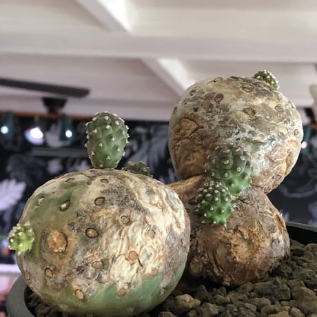 tephrocactus geometricus 《LL size》激希少‼︎※現地球株発根済※実生株＆カキ仔株でないと流通がほぼないため所持率も極めて低き渾身の一株※black bowl pot植え