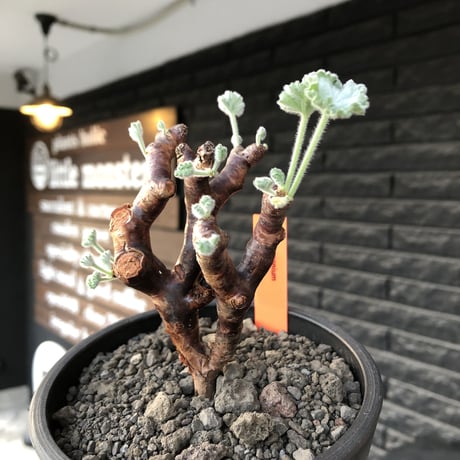pelargonium  mirabile《M size》※現地球店主国内管理4年株※愛おしく堪らない冬型の人気者‼︎幹太め良枝振り※mad black pot植え