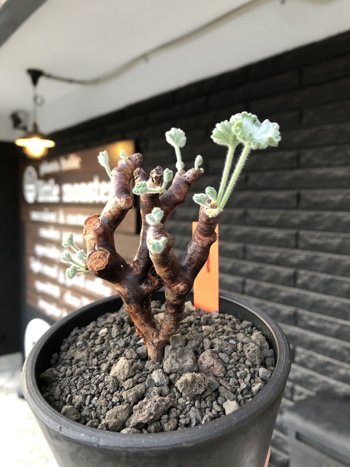 MKさん専用ペラルゴニウム 2 ミラビレ 現地球 pelargonium mirabile《M size》※現地球店主国内管理4年株※愛おしく