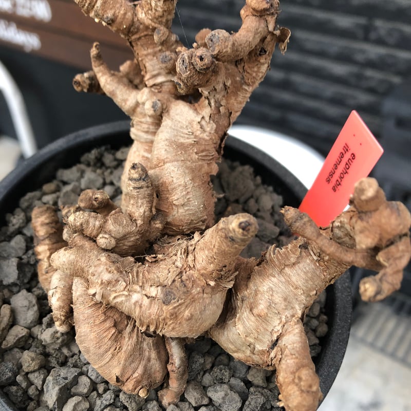 euphorbia itremensis《L size》※現地球株発根済②※大きめ且つバランス