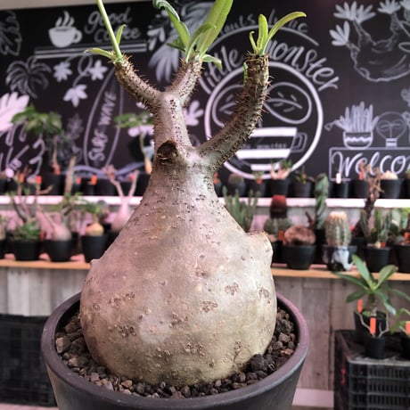 packypodium  gracilius《L size》※現地球発根済株※店主国内管理5年株※極めてぼってり大きな株元に一頭枝で短枝の可愛い過ぎる一株‼︎🌼開花中※mad black pot植え