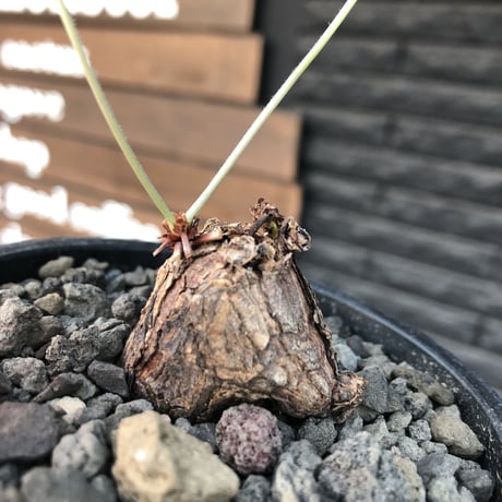 pelargonium lobatum《S size》※現地球発根済株※店主国内管理2年株※身体に見合わないほど威勢よく🌱葉を展開中‼︎花もかわいいオススメ株※mad black pot植え