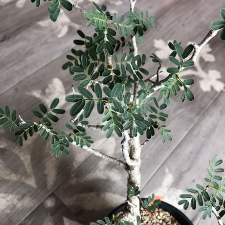 senna  meridionalis《  L L  size》極上のbigセンナ