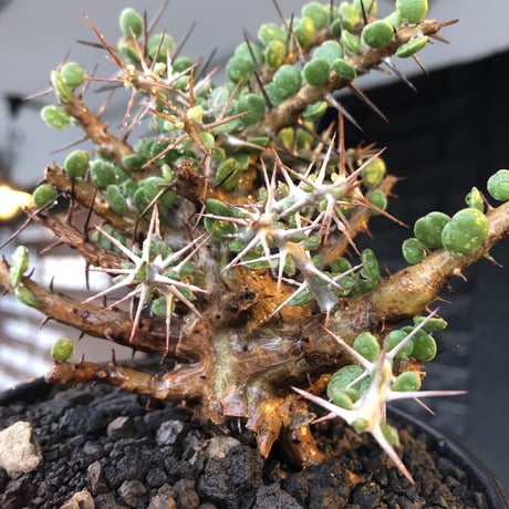 alluaudia comosa《 M size》店主長期作り込み株※現地球発根後店主国内管理6年株※極めて低重心且つ良枝振りの味深くcompactな一株※mad black pot植え