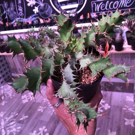 euphorbia    tortirama《L size》