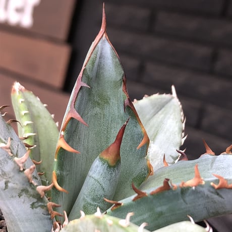 agave titanota blue《小さめM size》選抜株※現地球株発根済※今季の成長が楽しみな纏まり締まりも良き一株‼︎※mad black pot植え