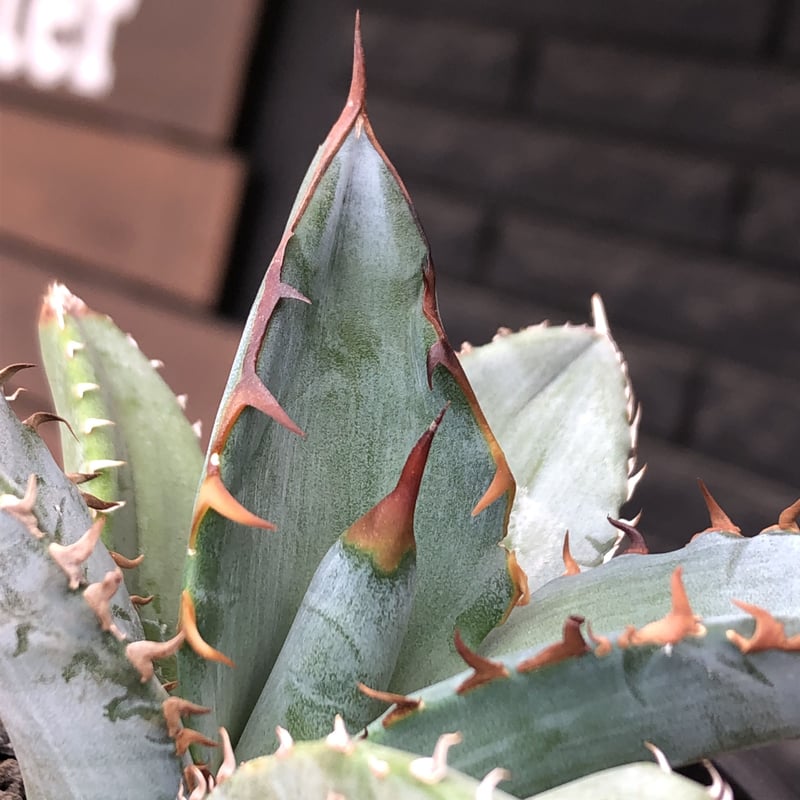 agave titanota blue《小さめM size》選抜株※現地球株発根済 agave titanota blue《小さめM size》選抜株※現地球株発根済