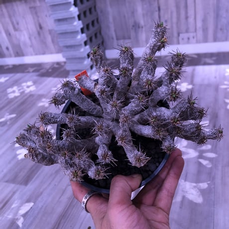 euphorbia  gullauminiana（ M size）