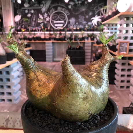 packypodium  gracilius《LL size》triple-he'd株※現地球発根済株※店主国内管理3年株※良バランス現地焼け＆短枝ぼってり※mad black bowl pot植え