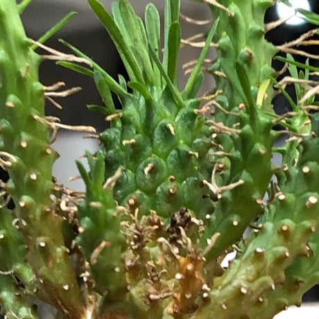 euphorbia caput-medusae 天荒竜《S size》※現地球株発根済※珍しい小振りながら整った樹形バランスと枝振りも良き一株‼︎※black bowl pot植え