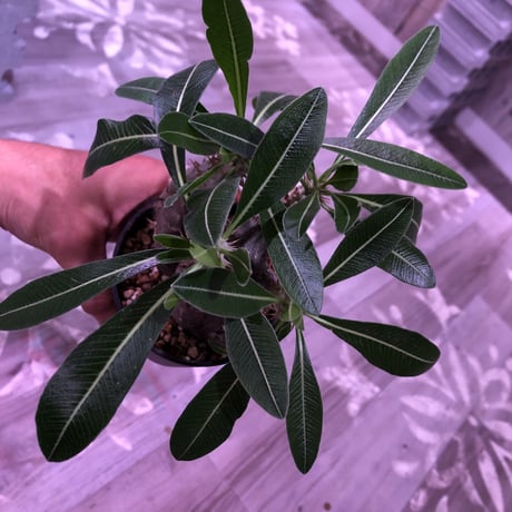 packypodium    cactipes《S size》triple-he'd  三分頭‼︎ 発根済み株