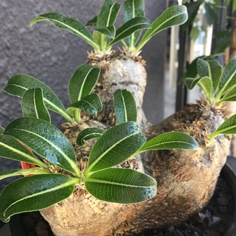 packypodium  eburneum《L size》※現地球発根済株※荒く立体的な肌質にエブレらしからぬsilver色の二面性感じるwild美肌株※mad black bowl pot植え