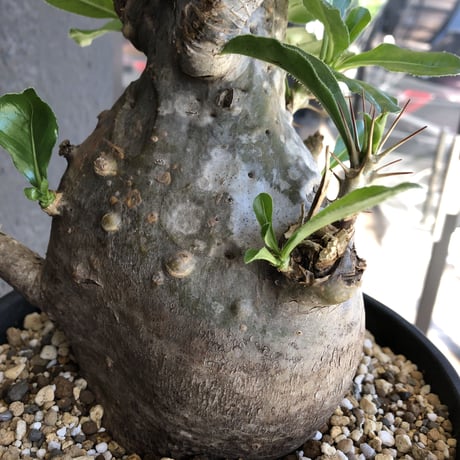 packypodium  saundersii《L size》