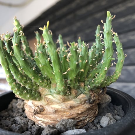 euphorbia gorgonis《L size》※現地球発根後店主国内管理3年株※人気🐙タコもの‼︎美多肉質葉&木質wild塊根の二面性が魅力※mad  black  pot植え