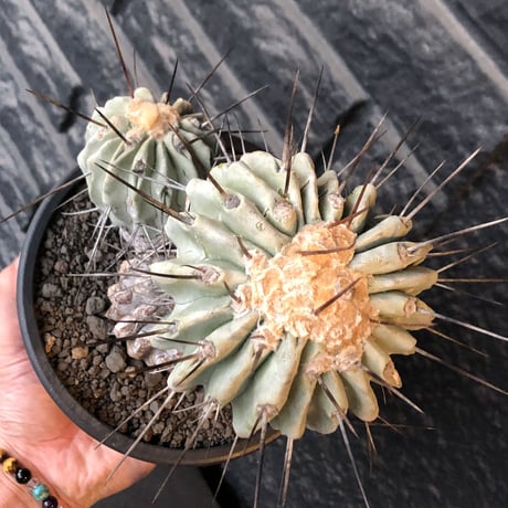 copiapoa cinerea ver.dealbata《L size》※現地球発根後店主国内管理21年株※極上の極みな黒士冠‼︎wild感が堪らない※mad black bowl pot植え