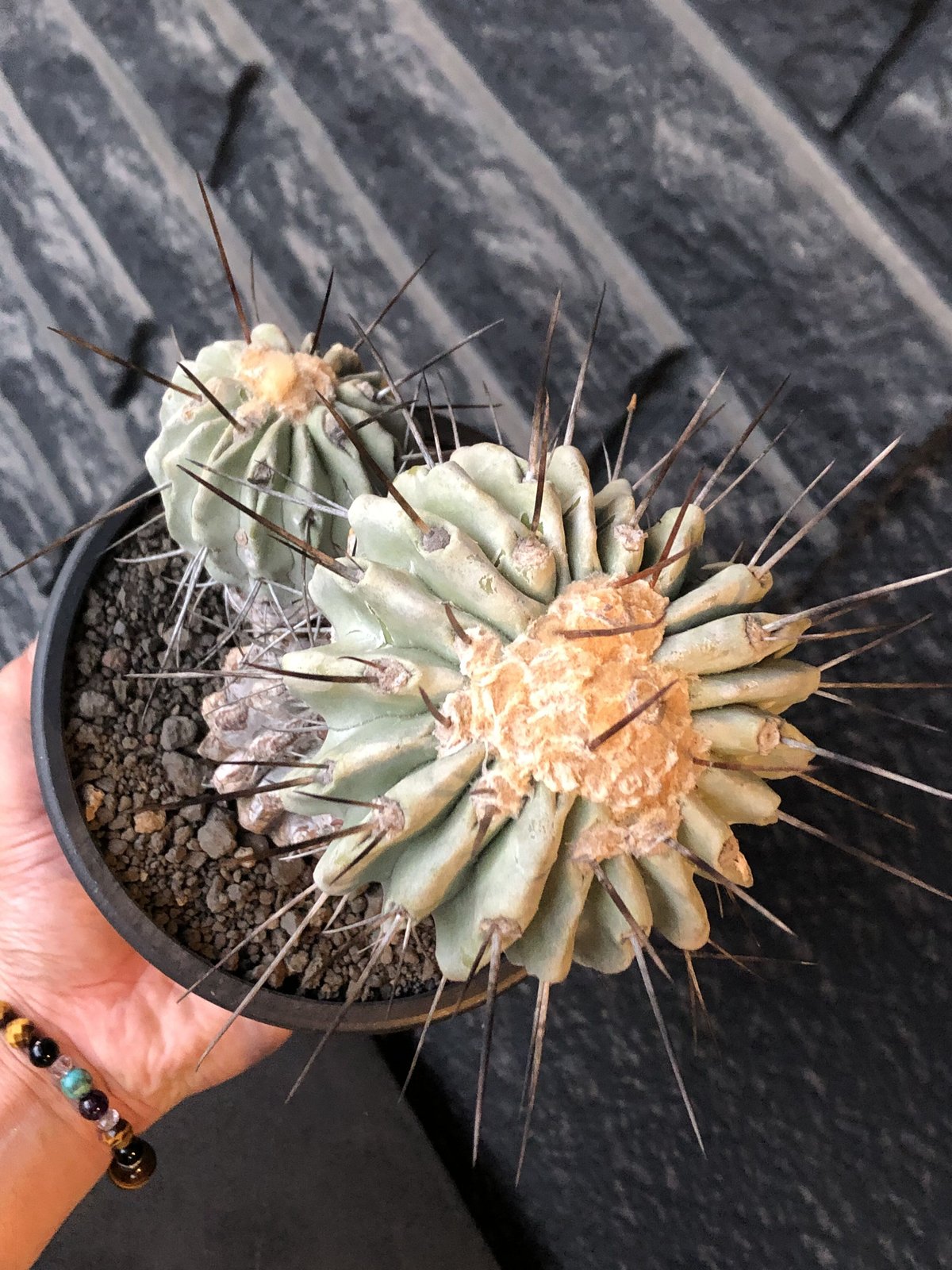 copiapoa cinerea ver.dealbata《L size》※現地球発根後店主国 copiapoa cinerea ver.dealbata《L size》※現地球発根後店主国