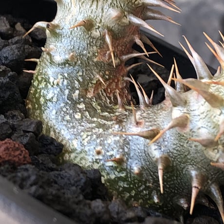 pachypodium densicaule ｗ-he'd恵比寿大黒《M size》※littmon seed🌱※恵比寿大黒らしからぬ双頭株のかわいい一株※mad black bowl pot植え