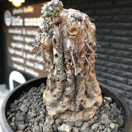 copiapoa cinerea 黒王丸《M size》※現地球発根後店主国内管理21年株※極上‼︎全身から生命力感じる木質ミイラ化した極上株※mad black bowl pot植え