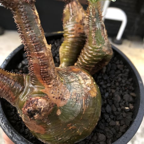 pachypodium gracilius 《L size》希少‼︎green肌&極現地焼け3-he'd株※現地球発根後店主国内管理3年株※全てが堪らない低重心3分頭※black bowl pot植え
