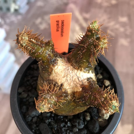 pachypodium  gracilius《S size》※現地球発根済株※店主国内管理2年株※短枝weight低きバランス良き一株‼︎※mad black pot植え