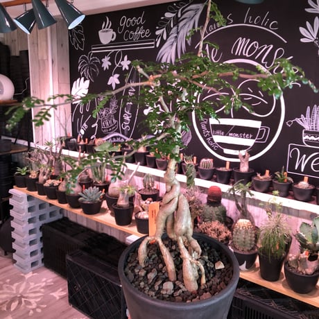opercullicarya   decaryi  littmon  seed🌱  《4年株》※成長早く例年変化を感じながら育てられる上、幹幅も太く育った良株※mad  black  pot植え