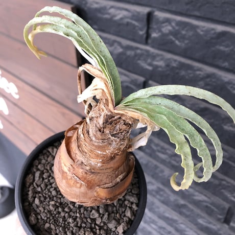 boophane  disticha  《 大きめM size》ver.陽炎type※現地球発根後店主国内管理3年株※適度なぼってり感樹形&躍動感あるジリジリ葉を展開※mad black pot植え