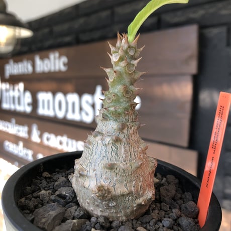pachypodium windsorii《M size》※選抜littmon seed🌱※weight低き極ぼってり株元な良樹形※mad black pot植え