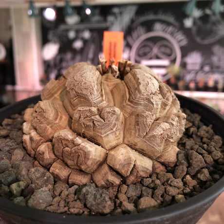 dioscorea elephantipes アフリカ亀甲竜《大きめM size》※今後輸入が厳しい南アフリカ物‼︎現地球らしい切れ目強き立体樹形の大きなwild亀さん※浅鉢植え※冬型種※限定2株