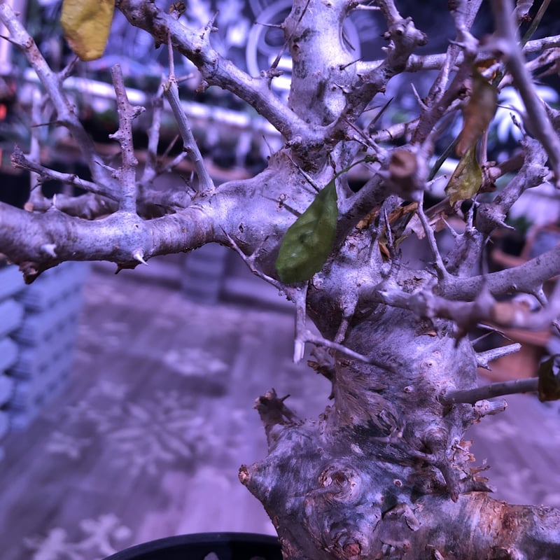 commiphora simplicifolia《 M size》発根済み株※silve