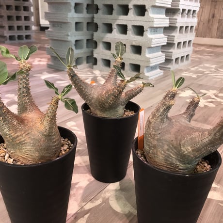 packypodium   roslatum  var.  cactipes《M size》