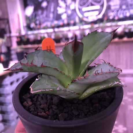 agave   littmon ４株set🌵《titanota.赤猫.BB.parryi》※セットのみ販売‼︎※mad black pot植え