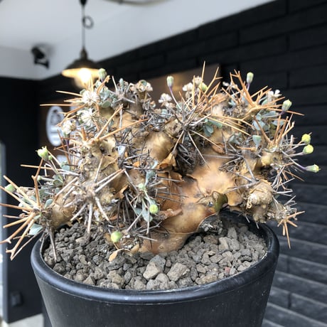 othonna  euphorbioides《L L size》※現地球発根後店主国内管理6年株※極太幹のどっしり構え&良枝振りvolume満点樹形※mad black pot植え