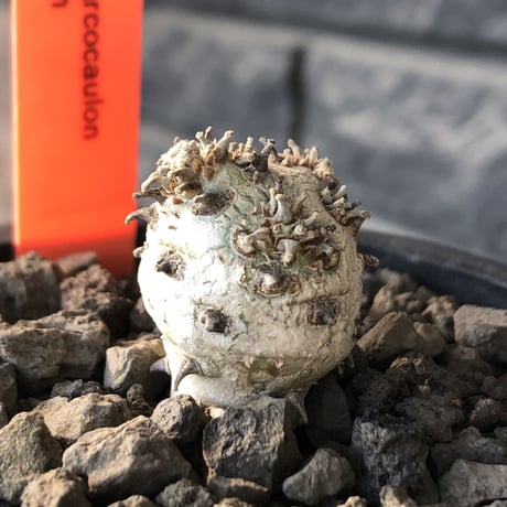 sarcocaulon peniculinum《S size》激希少種※現地球発根後店主国内管理5年株※堪らないほど極白の美しい一株※mad black pot植え