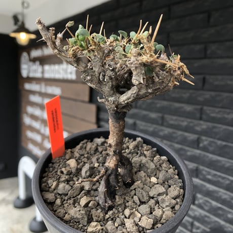 sarcocaulon  vanderietiae《M size》※現地球発根後店主国内管理3年株※希少春秋型種‼︎コンパクトで幹上がり仕立ての一株※mad black pot植え