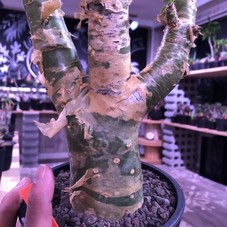 tylecodon  paniculatus 《太めM size》店主3年管理株‼︎ 激推し株‼︎　※mad black pot植え